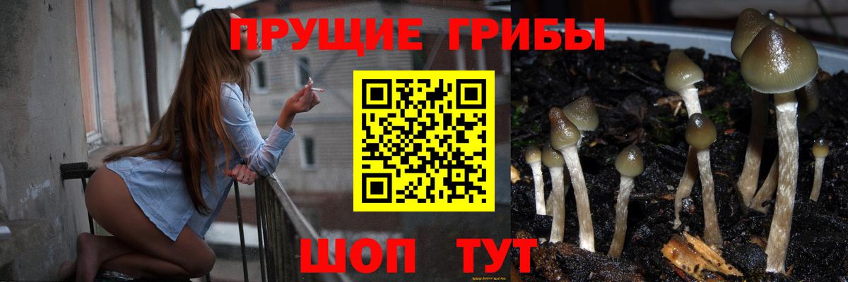 Псилоцибиновые грибы Psilocybine cubensis Павловский Посад